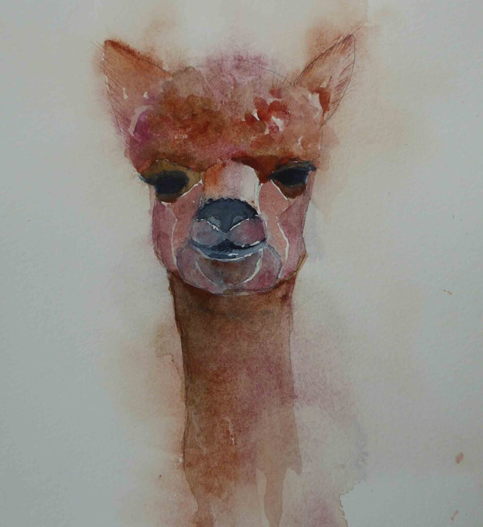 Alpaca-by-Carol-Whitehouse